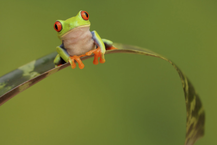 Frog The Celebrated Jumping Of Calaveras County Quotation Desktop Wallpaper Prince PNG