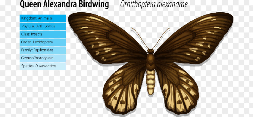 Queen Alexandra's Birdwing Alexandra Memorial PNG