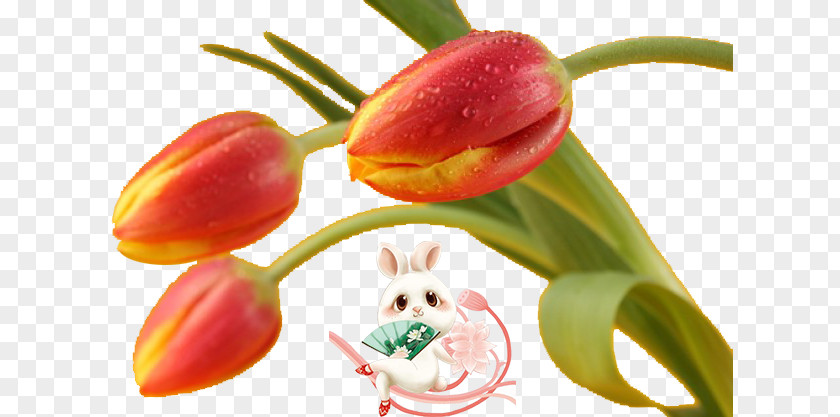 Tulip Flower Download PNG