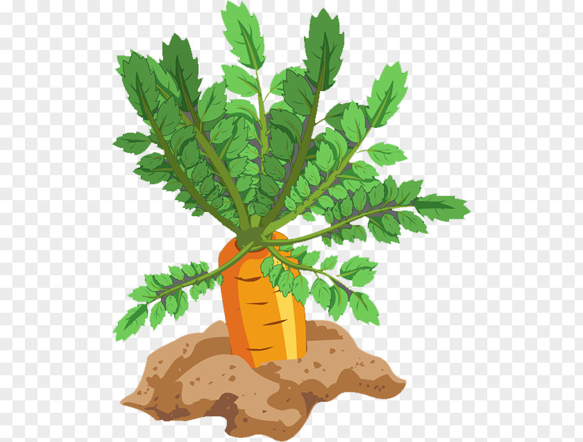 Carrot Leaf Vegetable Food PNG