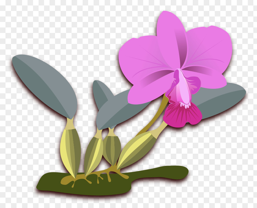 Columbian Orchid Cliparts Cattleya Walkeriana Orchids Clip Art PNG