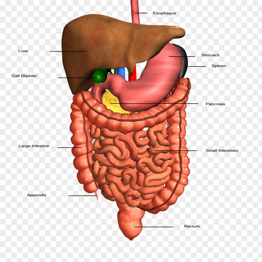 Gastrointestinal Tract Human Digestive System Organ Digestion Body PNG tract digestive system body, liver clipart PNG