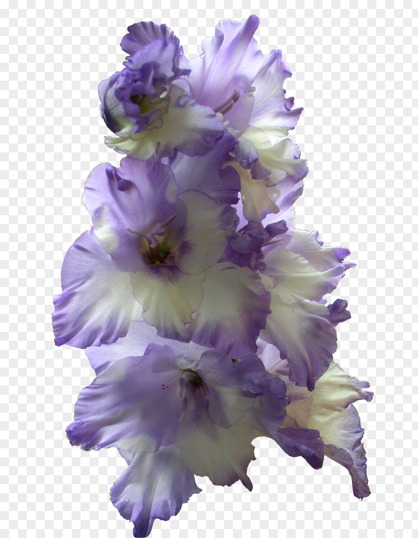 Gladiolus The Bulb Blue Flower PNG