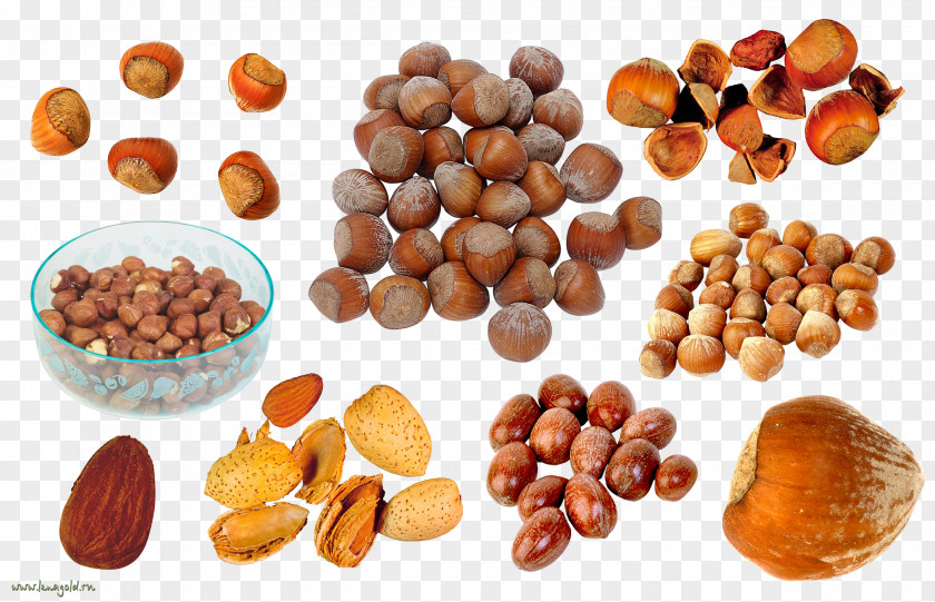 Nuts Praline Walnut PNG