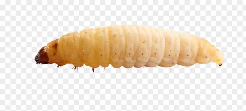 Bird Maggot Reptile Waxworm PNG