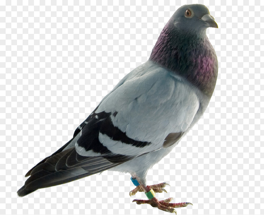 Bird Rock Dove Columbidae English Carrier Pigeon Homing PNG