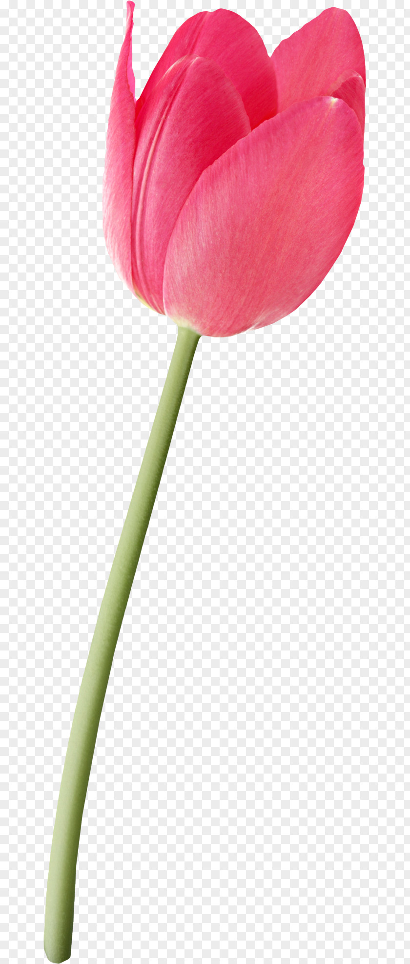 Hand-painted Tulips Tulip Flower Euclidean Vector Petal PNG
