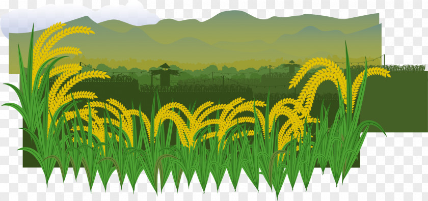 Paddy Field Euclidean Vector Rice Illustration PNG