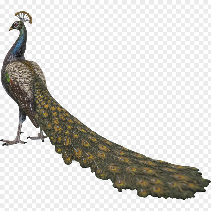 Peacock Bird Feather Galliformes Beak Tail PNG