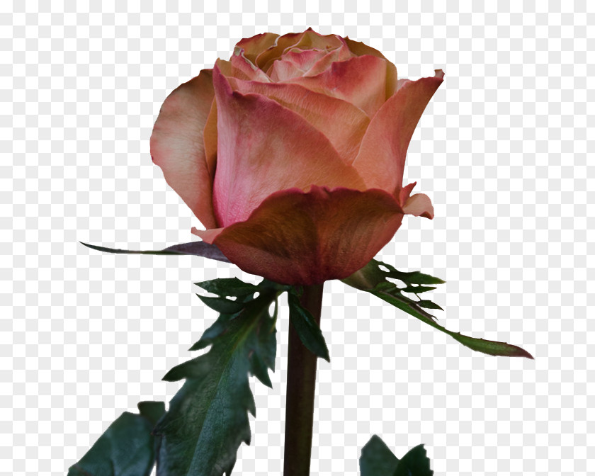 Protea Garden Roses Cabbage Rose Floribunda Rosa 'Eden' Hybrid Tea PNG