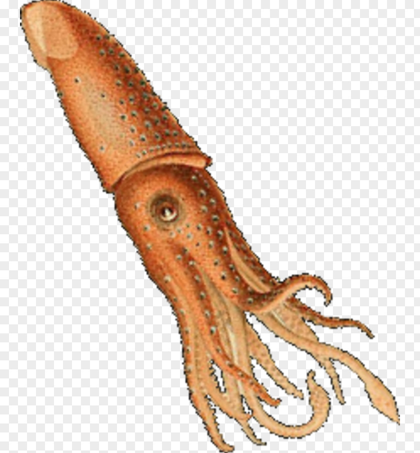Squid Octopus Histioteuthis Reversa Art PNG