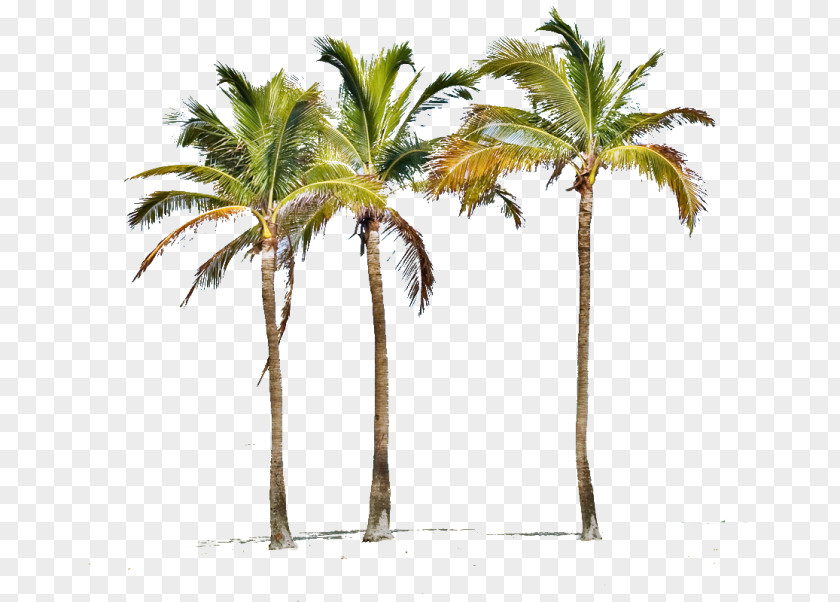 Tropical Palm Indian Rocks Beach Shores Babassu Arecaceae Miami PNG