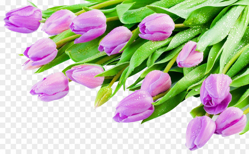 Beautiful Purple Tulip Flowers Indira Gandhi Memorial Garden PNG