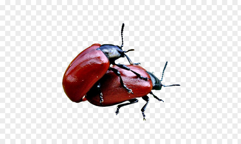 Beetle Leaf Beetles Weevil Ladybird Page PNG