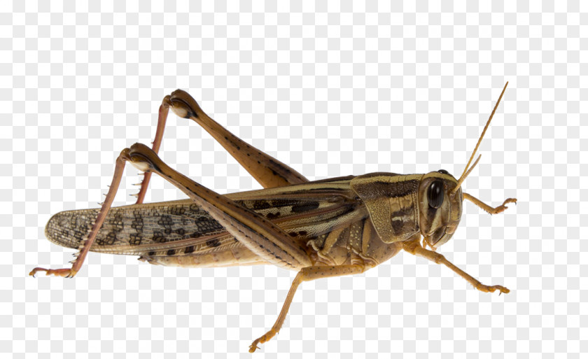 Brown Grasshopper HD Photography Insect Caelifera Acrididae Migratory Locust PNG