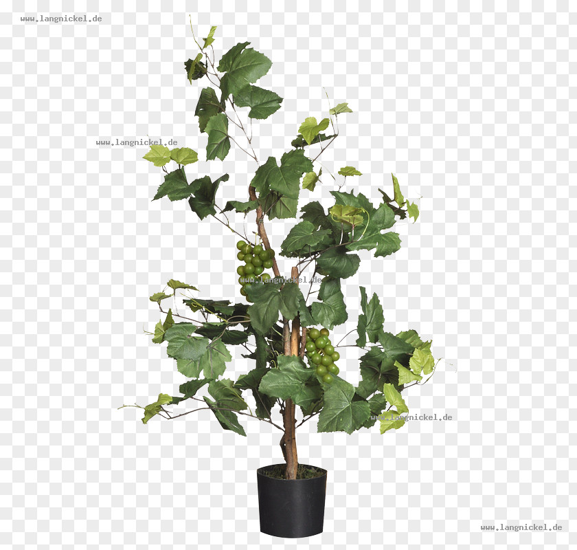 Flowerpot Houseplant Plant Stem Branching PNG