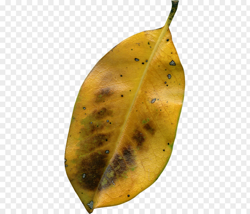 Kering Leaf Autumn Image File Formats PNG