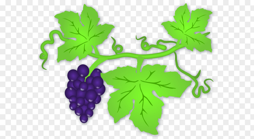 Vine Cliparts Transparent Common Grape Wine Clip Art PNG