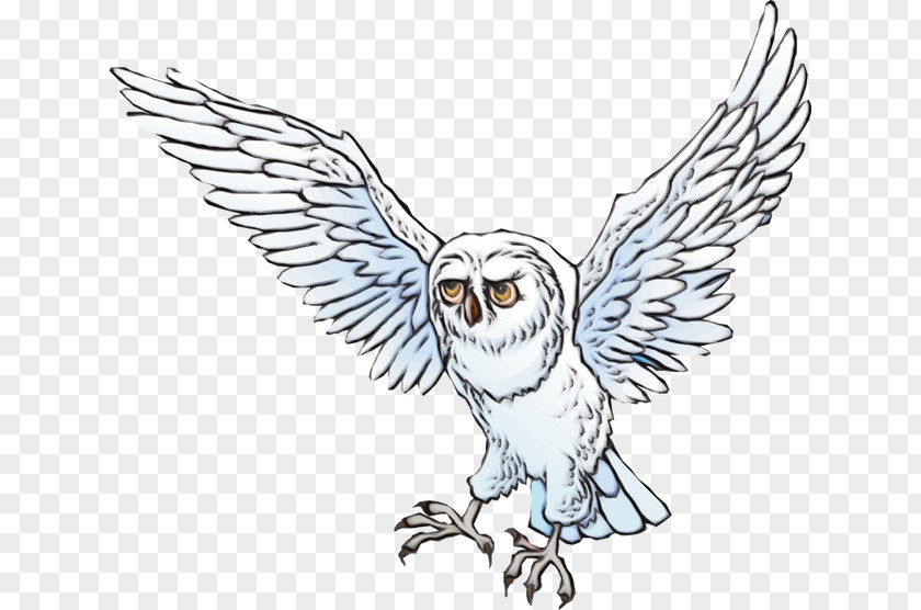 Falconiformes Line Art Owl Bird Of Prey Wing Beak PNG