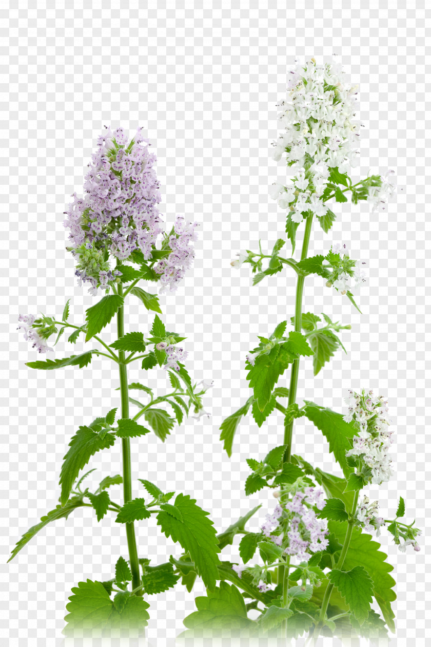 Mosquito Catnip Plant Thermotropism Herb PNG