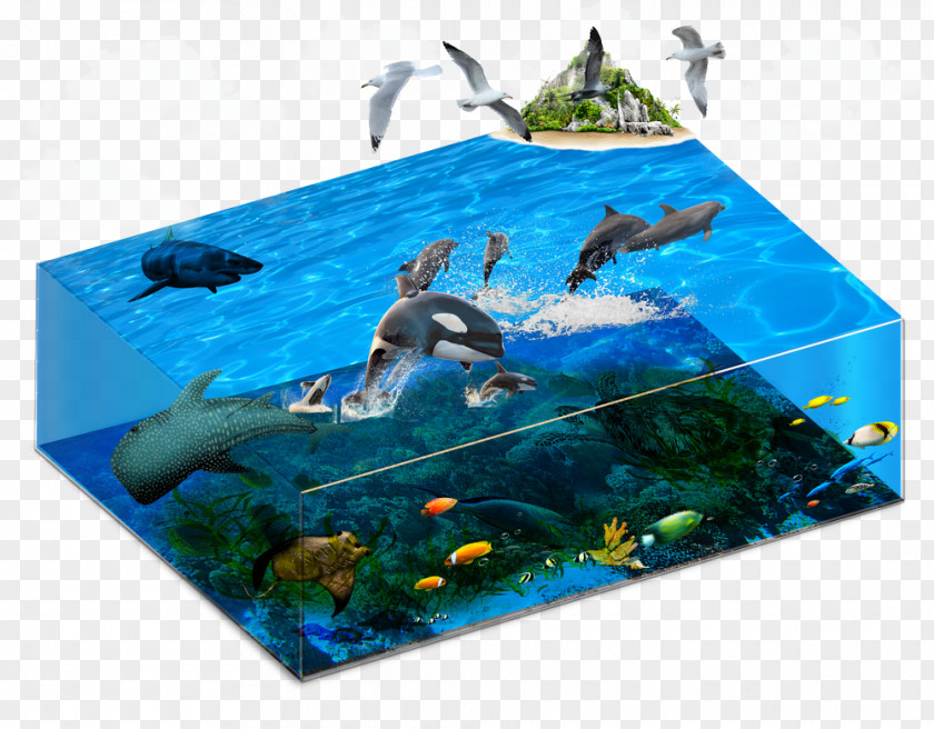 Sea Life Chicken Marine Biology Mammal Glass PNG