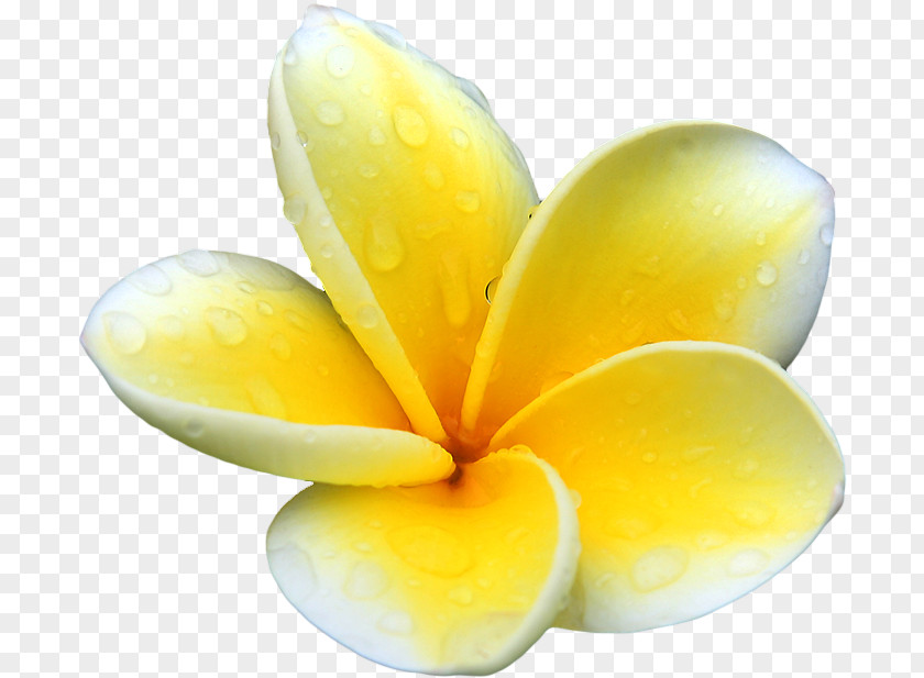 Yellow Flowers Plumeria Alba Flower Clip Art PNG