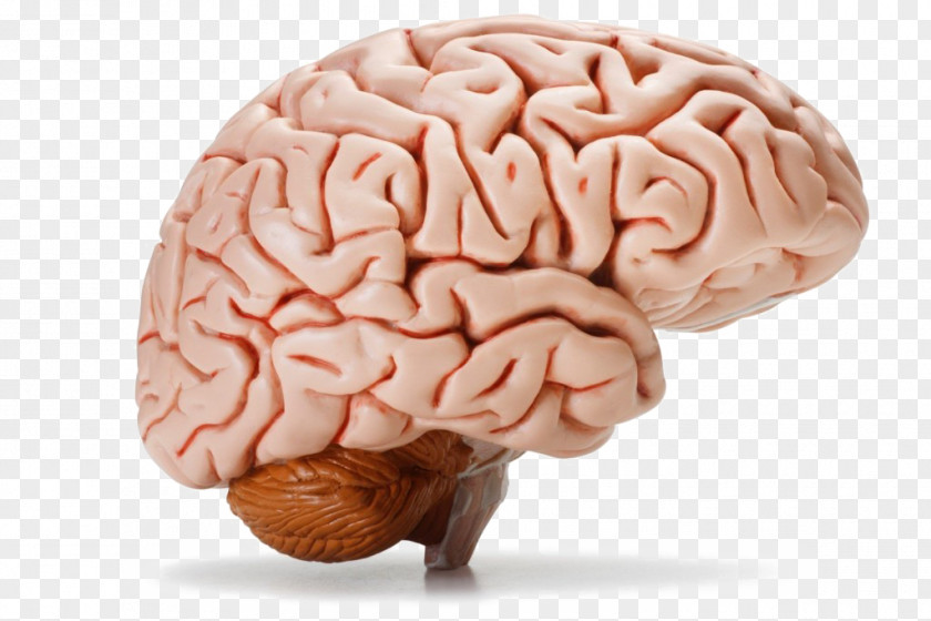 Brain The Human Body Homo Sapiens PNG