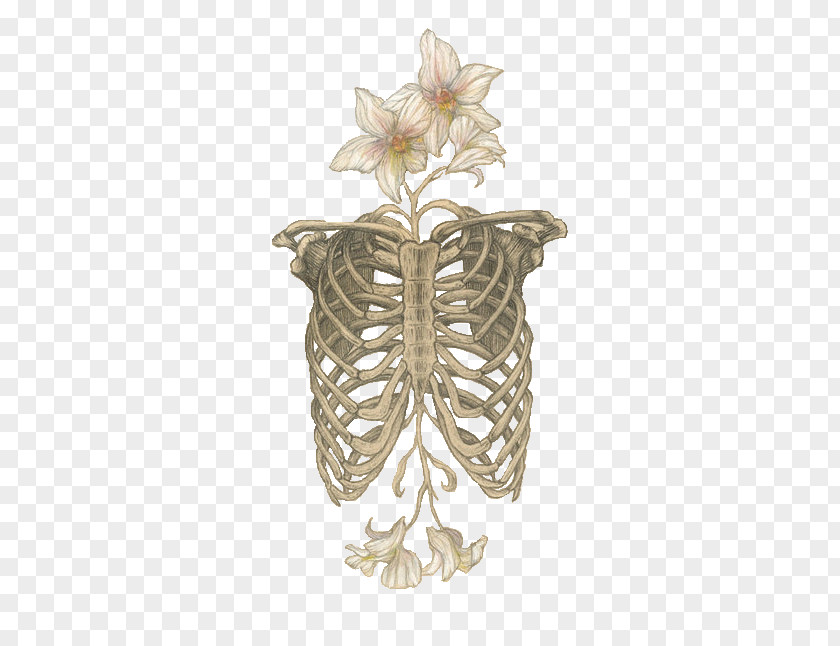 Flower Bones Human Skeleton Anatomy Skull Rib Cage PNG