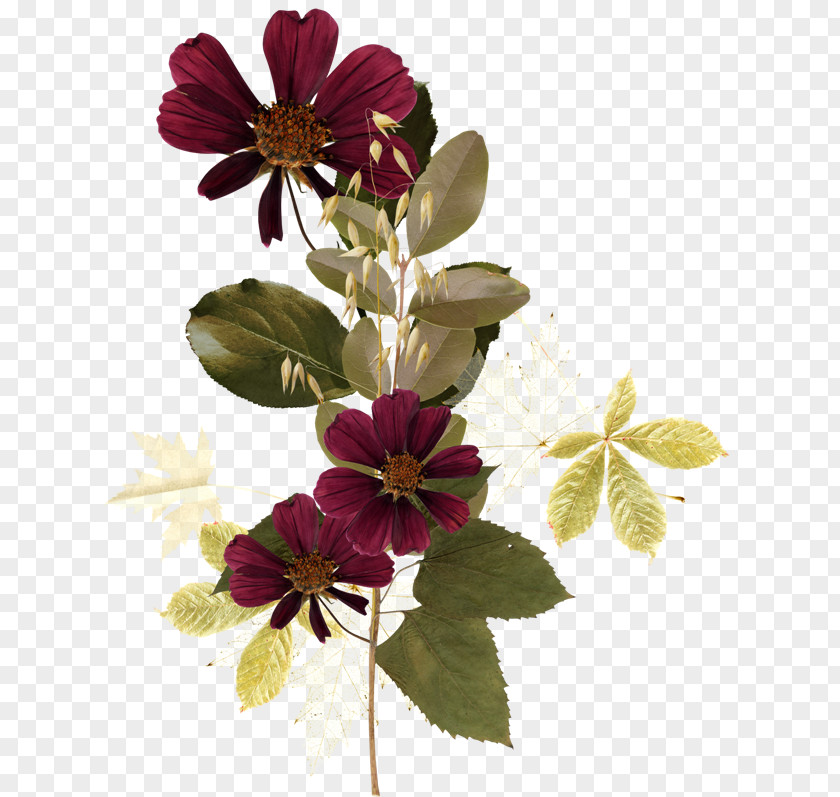 Flower Download Cut Flowers PNG