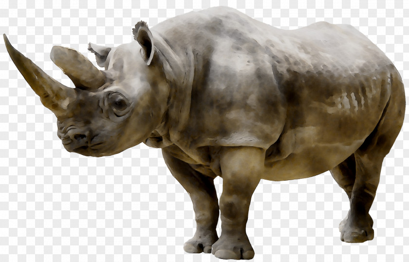 Rhinoceros Clip Art Nashorn Stock Photography Image PNG