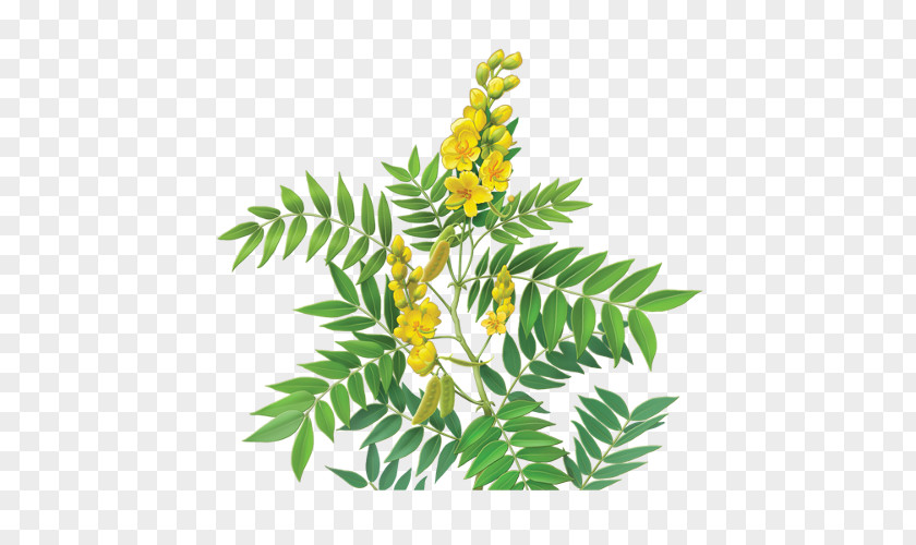 Tea Alexandrian Senna Dietary Supplement Glycoside Herb PNG