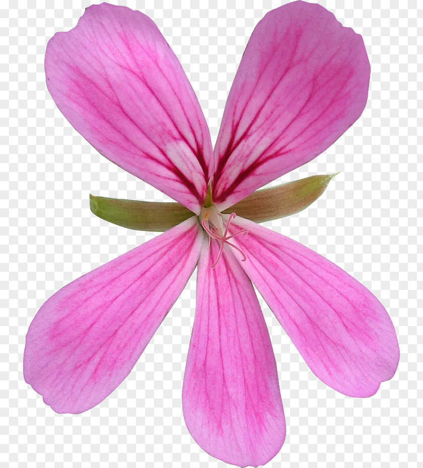 300 Dpi Flower Royalty-free Photography Petal PNG
