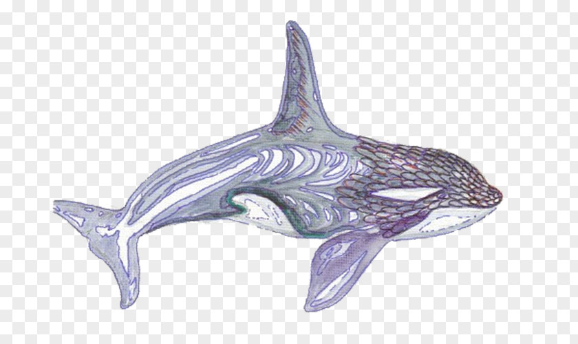 Black Whale Common Bottlenose Dolphin Tucuxi PNG
