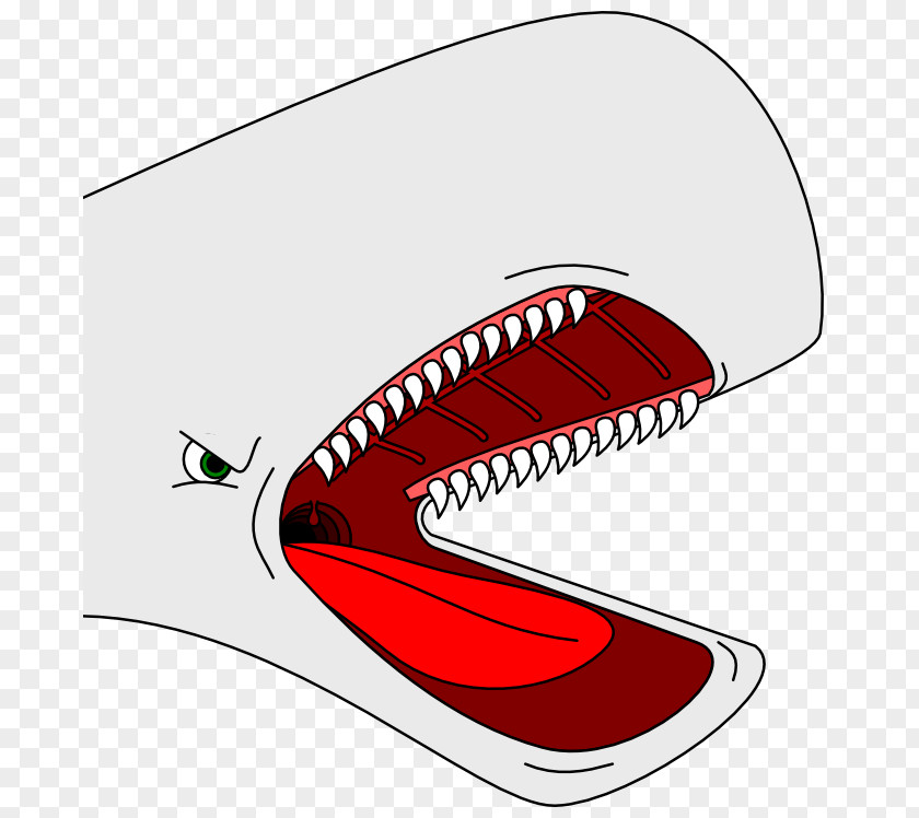 Cartoon Whale Drawing Clip Art PNG