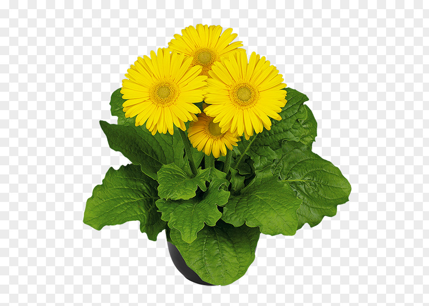 Flower Transvaal Daisy Chrysanthemum Seed Annual Plant PNG