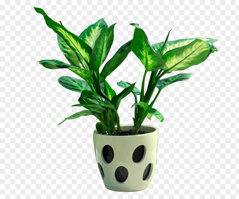 Potted Plants Flowerpot Bonsai Loudspeaker Plant PNG