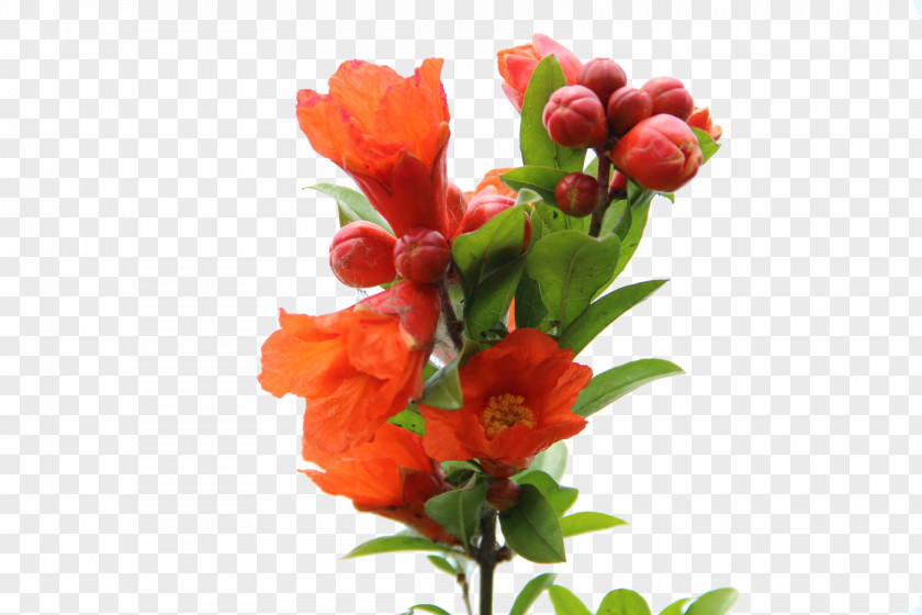 A Pomegranate Juice Red Drink Flower PNG