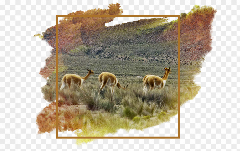 Alpaca Fiber Carpet Bedroom Natural PNG