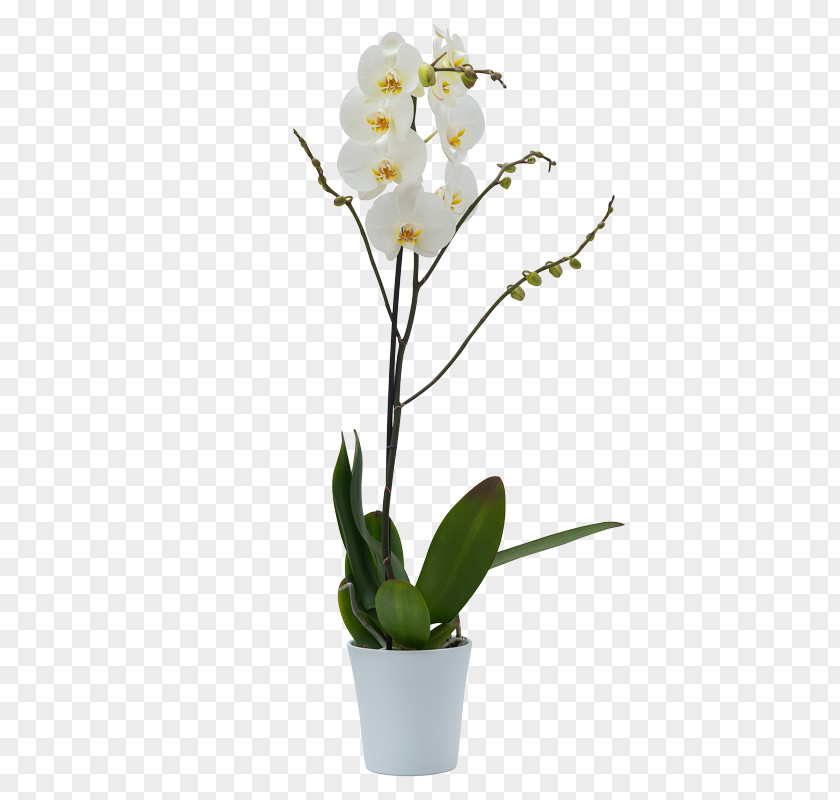 Flower Moth Orchids Cattleya Dendrobium Angraecum PNG