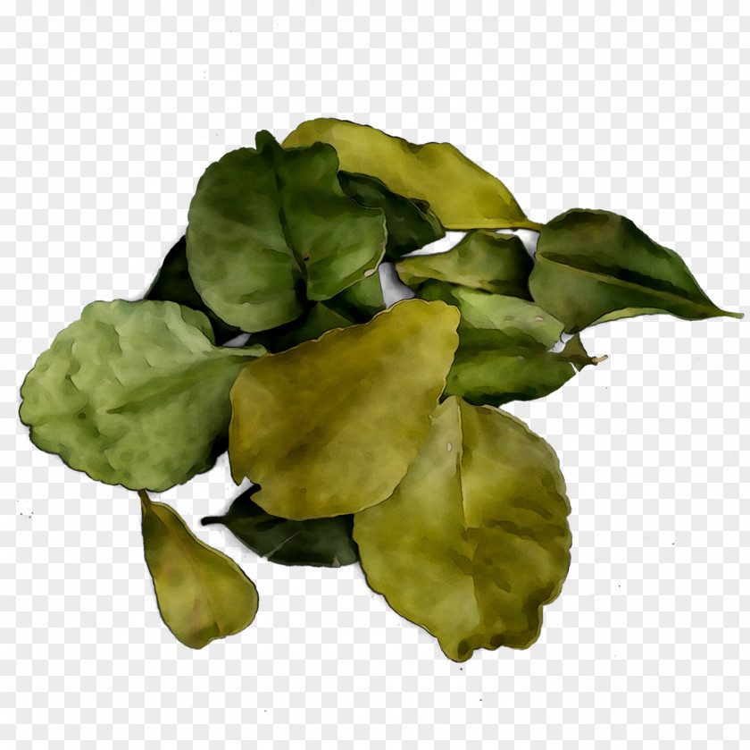 Leaf Greens PNG
