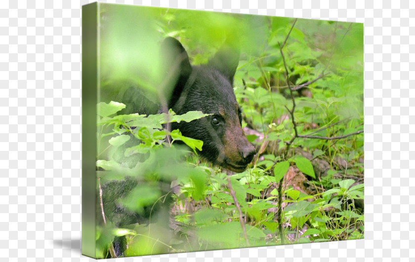 Waldo Fauna Wildlife Rainforest Snout PNG