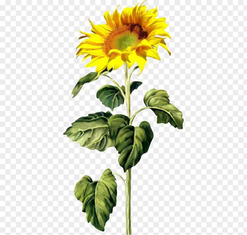 Es Buah Common Sunflower Seed Clip Art PNG