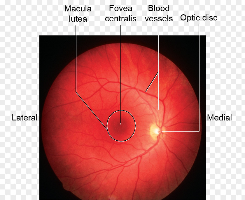 Eye Sphere Heat Nerve PNG