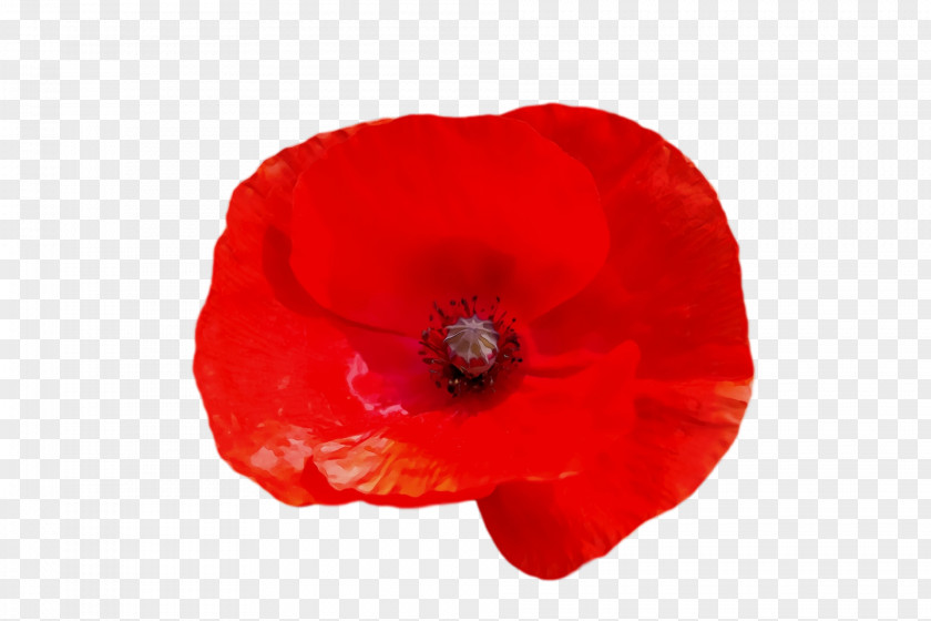 Flower Coquelicot Petal The Poppy Family Plants PNG