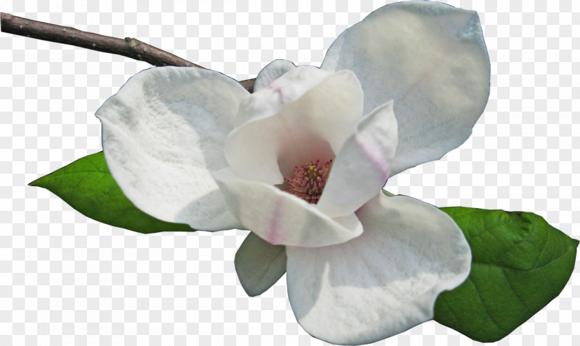 Flower Magnolia Petal Clip Art PNG