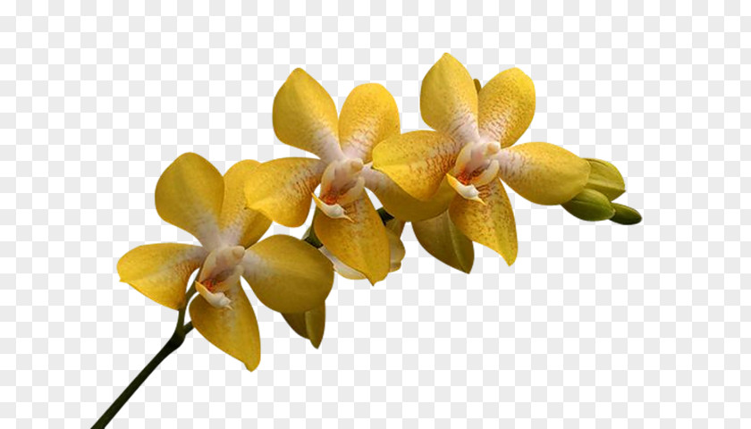 Flower Orchids Clip Art Christmas Orchid Cattleya Percivaliana PNG