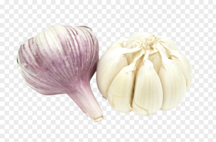 Garlic Elephant Featurepics Stock Photography Vegetable PNG