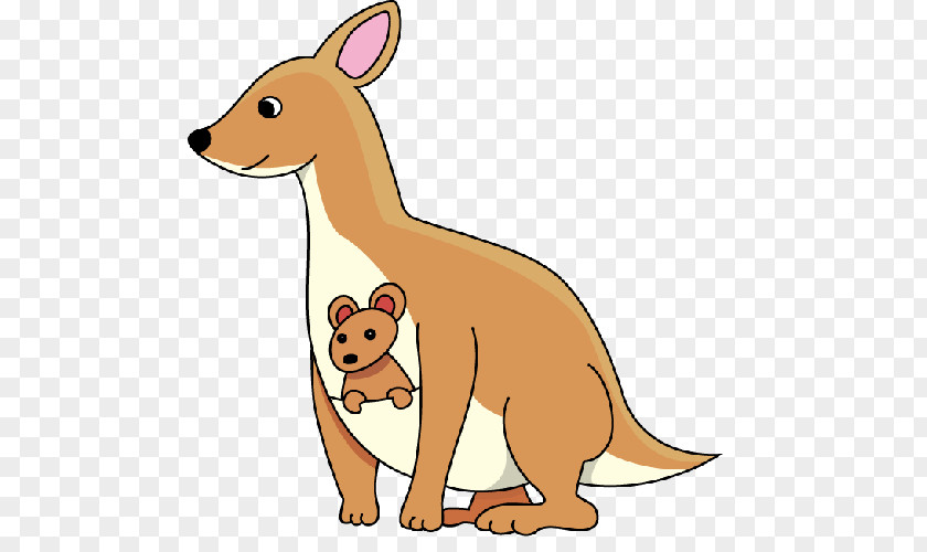 Kangaroo Joey Macropodidae Clip Art PNG