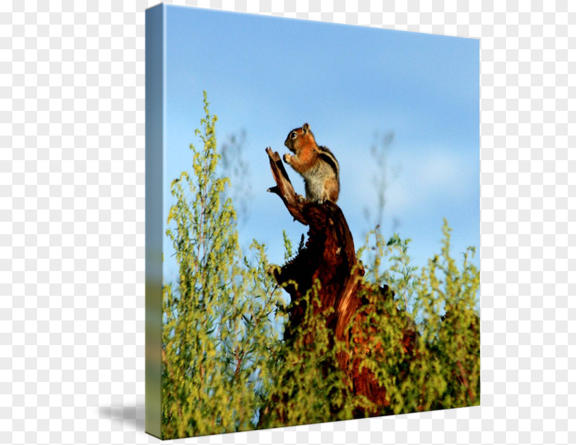 Child Monk Wildlife Gallery Wrap Canvas Fauna PNG