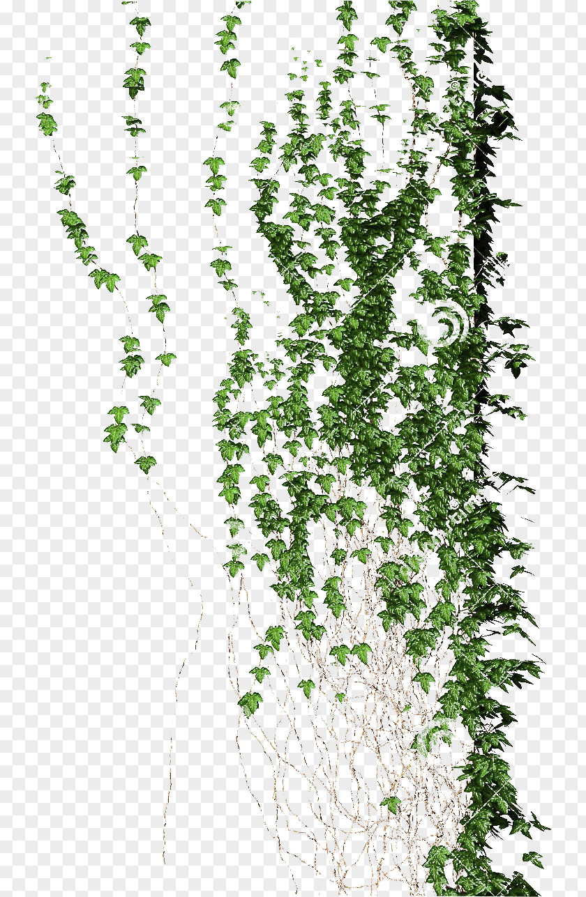 Climb Planta Trepadora Vine Flora Liana PNG